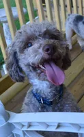 Milo, a male Poodle - Toy  for sale in Worthington, MN – 2 of 2