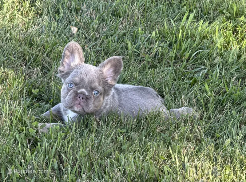 Lulu – French Bulldog puppy for sale in Worthington, MN