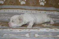 Bucky, a male Poodle - Toy  and Shichon for sale in Worthington, MN – 4 of 6