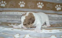 Steve, a male Poodle - Toy  and Shichon for sale in Worthington, MN – 6 of 6
