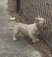 BEAST, a male French Bulldog for sale in Texas City, TX – Photo 1 of 3