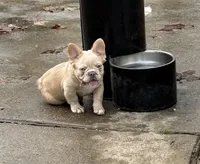 BEAST, a male French Bulldog for sale in Texas City, TX – Photo 2 of 3