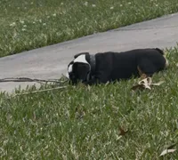 Spike, a male English Bulldog for sale in Texas City, TX – Photo 3 of 4