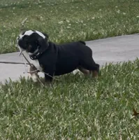 Spike, a male English Bulldog for sale in Texas City, TX – Photo 2 of 4