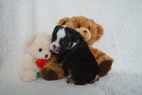 processed/d37fe36e-531f-44b9-ae3e-40408bdf4e1d/listing/24873223-cba5-42bd-a587-2872324bd705/d8c2b5e4-d9d9-4dab-8e14-3617c6e736c4