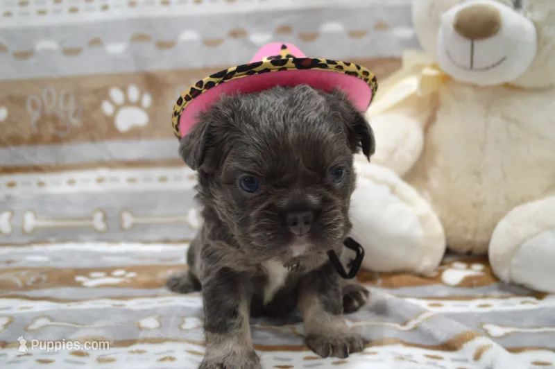 Luna – French Bulldog puppy for sale in Worthington, MN
