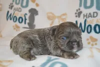 Luna, a female French Bulldog for sale in Worthington, MN – 1 of 4