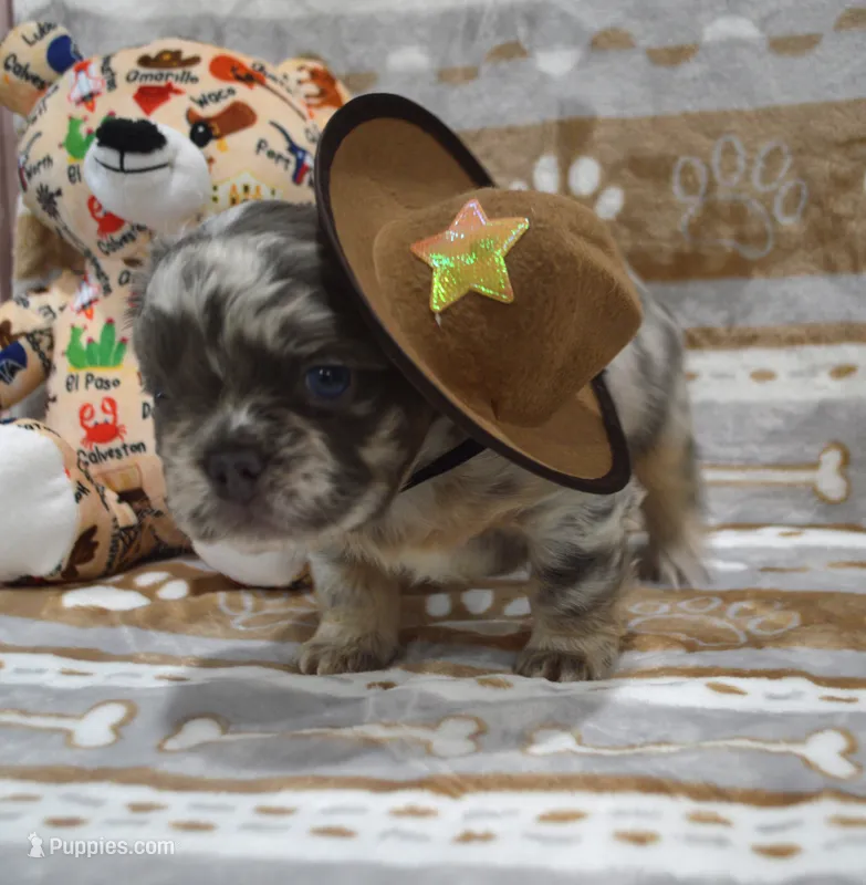 Louie – French Bulldog puppy for sale in Worthington, MN