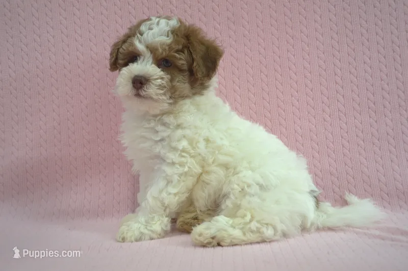 Steve – Poodle - Toy , Shichon puppy for sale in Worthington, MN