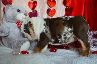 Xena, a female English Bulldog for sale in Texas City, TX – Photo 8 of 9