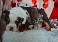 Xena, a female English Bulldog for sale in Texas City, TX – Photo 5 of 9