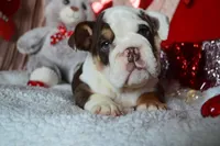 Xena, a female English Bulldog for sale in Texas City, TX – Photo 1 of 9