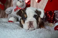 Xena, a female English Bulldog for sale in Texas City, TX – Photo 6 of 9