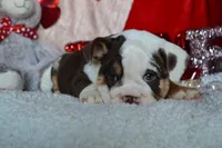 Xena, a female English Bulldog for sale in Texas City, TX – Photo 9 of 9