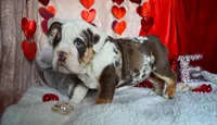 Xena, a female English Bulldog for sale in Texas City, TX – Photo 3 of 9
