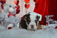 Xena, a female English Bulldog for sale in Texas City, TX – Photo 4 of 9