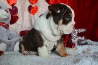 Xena, a female English Bulldog for sale in Texas City, TX – Photo 2 of 9