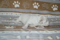 Bucky, a male Poodle - Toy  and Shichon for sale in Worthington, MN – 5 of 6