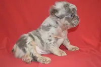 Louie, a male French Bulldog for sale in Worthington, MN – 3 of 3