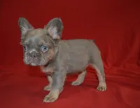 Lulu, a female French Bulldog for sale in Worthington, MN – 3 of 6