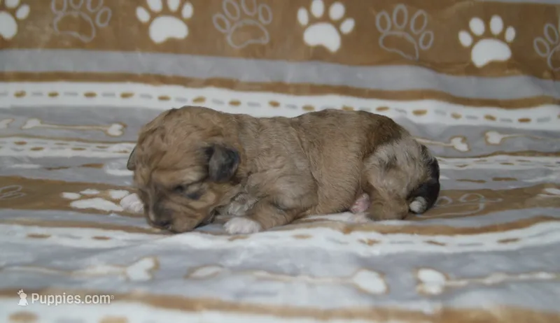 Wanda – Poodle - Toy , Shichon puppy for sale in Worthington, MN