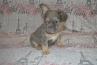 Lucy, a female French Bulldog for sale in Worthington, MN – 4 of 4