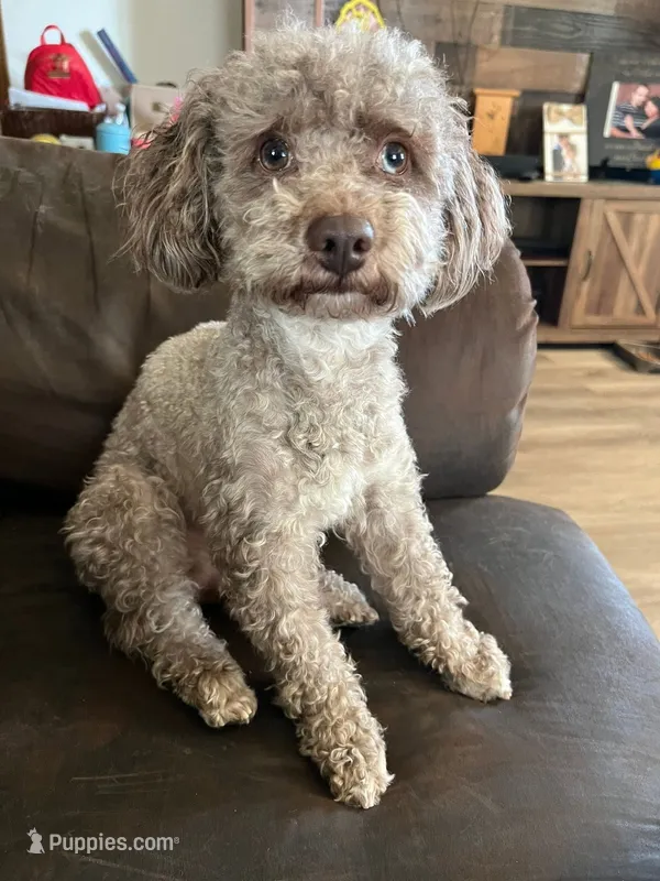 Milo – Poodle - Toy  puppy for sale in Worthington, MN