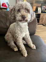 Milo, a male Poodle - Toy  for sale in Worthington, MN – 1 of 2