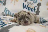 Louie, a male French Bulldog for sale in Worthington, MN – 4 of 4
