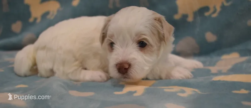 Bucky – Poodle - Toy , Shichon puppy for sale in Worthington, MN