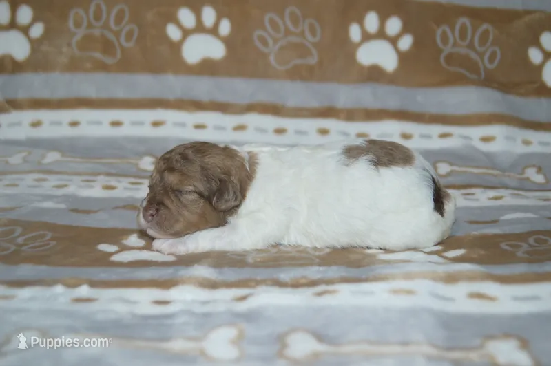 Shuri – Poodle - Toy , Shichon puppy for sale in Worthington, MN