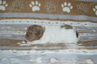 Shuri, a female Poodle - Toy  and Shichon for sale in Worthington, MN – 1 of 4