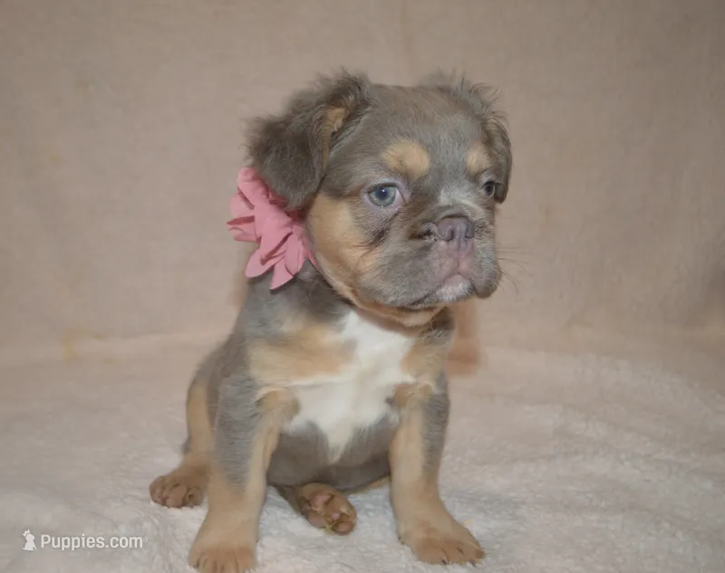 Lucy – French Bulldog puppy for sale in Worthington, MN
