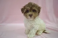 Shuri, a female Poodle - Toy  and Shichon for sale in Worthington, MN – 4 of 9