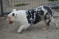 Coco, a female English Bulldog for sale in Worthington, MN – 2 of 4