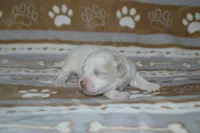 Bucky, a male Poodle - Toy  and Shichon for sale in Worthington, MN – 3 of 6