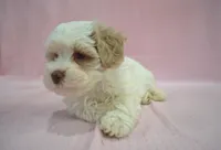 Bucky, a male Poodle - Toy  and Shichon for sale in Worthington, MN – 5 of 7