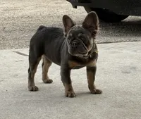 ELLA, a female French Bulldog for sale in Worthington, MN – Photo 4 of 6