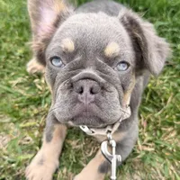 BELLA, a female French Bulldog for sale in Worthington, MN – Photo 2 of 3