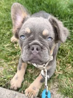 BELLA, a female French Bulldog for sale in Texas City, TX – Photo 2 of 3