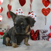 BELLA, a female French Bulldog for sale in Worthington, MN – Photo 3 of 3