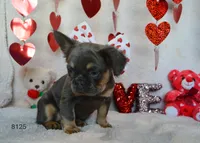 BELLA, a female French Bulldog for sale in Texas City, TX – Photo 3 of 3