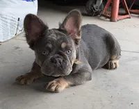 ELLA, a female French Bulldog for sale in Worthington, MN – Photo 3 of 6