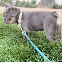 BELLA, a female French Bulldog for sale in Worthington, MN – Photo 1 of 3