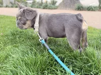 BELLA, a female French Bulldog for sale in Texas City, TX – Photo 1 of 3