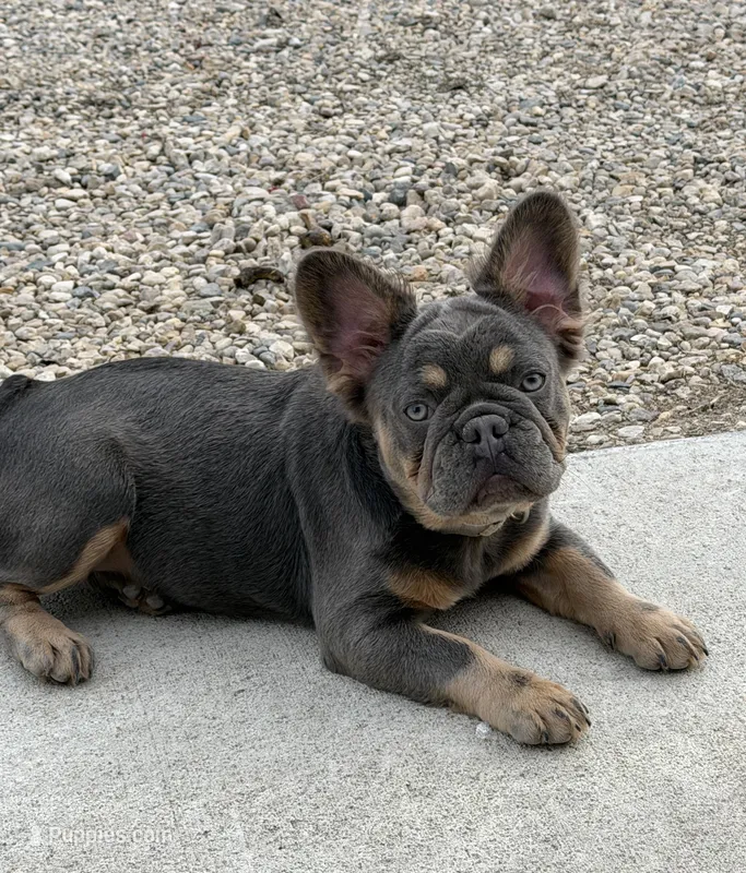 ELLA, a female French Bulldog for sale in Worthington, MN – Photo 1 of 6