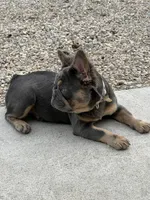 ELLA, a female French Bulldog for sale in Worthington, MN – Photo 6 of 6