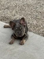 ELLA, a female French Bulldog for sale in Worthington, MN – Photo 5 of 6