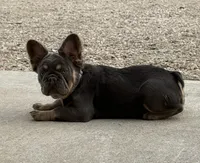 ELLA, a female French Bulldog for sale in Worthington, MN – Photo 2 of 6