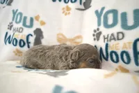 Lucy, a female French Bulldog for sale in Worthington, MN – 3 of 4